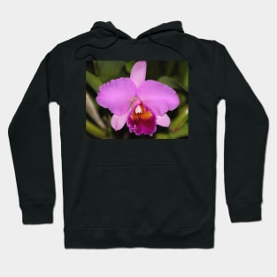 Cattleya Orchid Hoodie